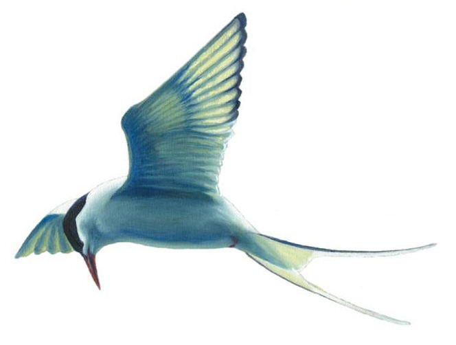 Arctic Tern Tee - Size XL